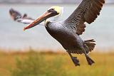 Pelican Taking Wing_31347